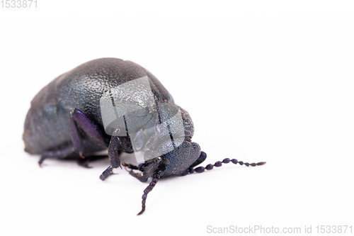 Image of poisonous violet oil beetle isolated on white