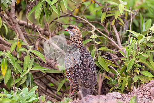 Image of bird Chestnut-naped Francolin Ethiopia wildlife