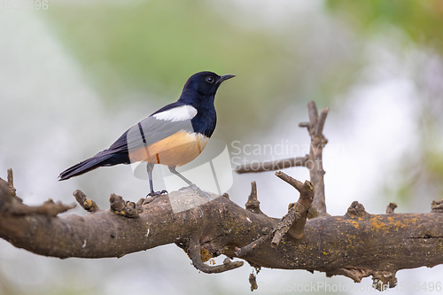 Image of Mocking Cliff Chat in Ethiopia, Africa wildlife