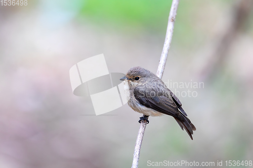 Image of African dusky flycatcher, Ethiopia Africa wildlife