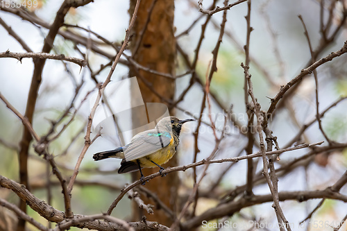 Image of bird variable sunbird, Ethiopia Africa safari wildlife