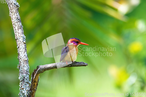 Image of ird African pygmy kingfisher, Ethiopia Africa wildlife