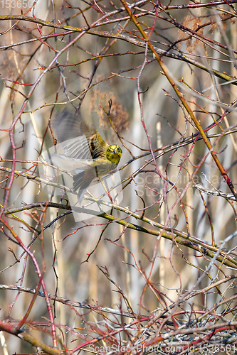 Image of Bird European greenfinch in the nature