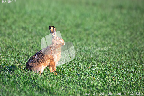 Image of wild rabbit, European hare, europe wildlife