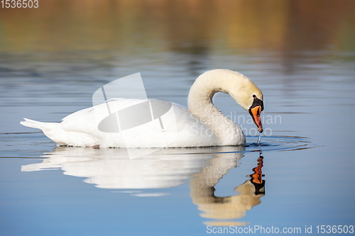 Image of Wild bird mute swan in spring on pond