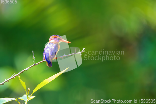 Image of ird African pygmy kingfisher, Ethiopia Africa wildlife