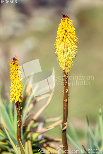 Image of flower of Kniphofia foliosa, Bale Mountains, Ethiopia