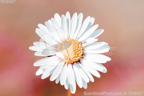 Image of daisy flower with shallow focus