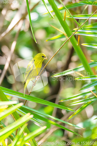 Image of yellow-crowned canary, Ethiopia Africa wildlife