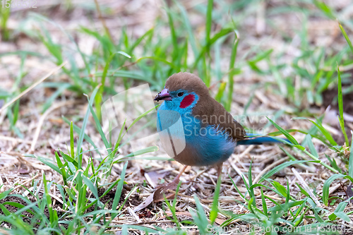 Image of bird red-cheeked cordon-bleu, Gondar, Ethiopia Africa wildlife