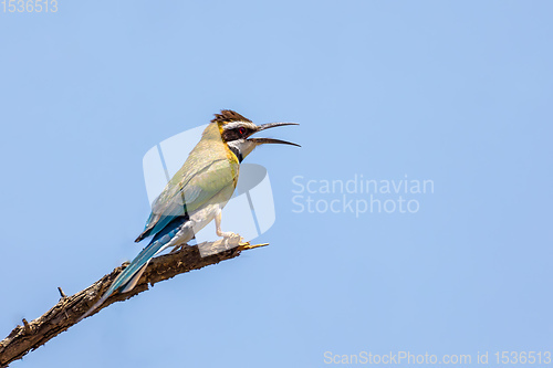 Image of bird White-throated Bee-eater Ethiopia wildlife