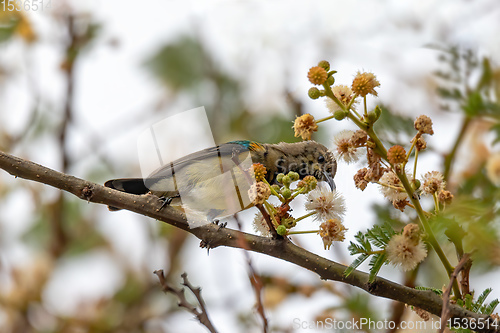 Image of bird variable sunbird, Ethiopia Africa safari wildlife