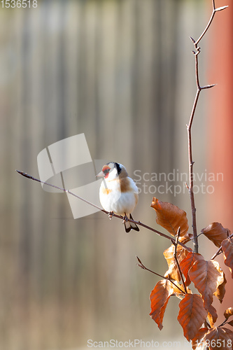 Image of small European goldfinch in bird feeder