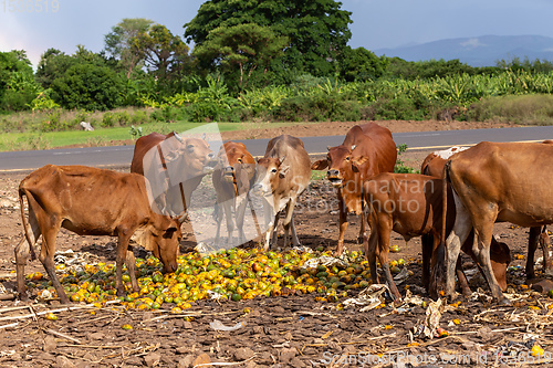 Image of Ethiopian cattle eats mango at the dump, Ethiopia
