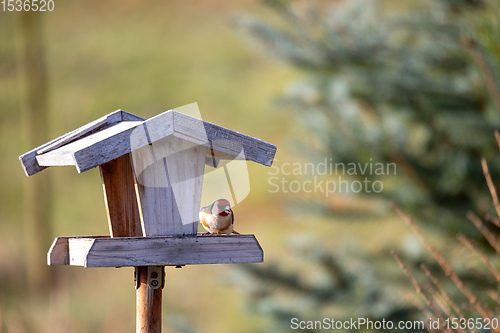 Image of small European goldfinch in bird feeder