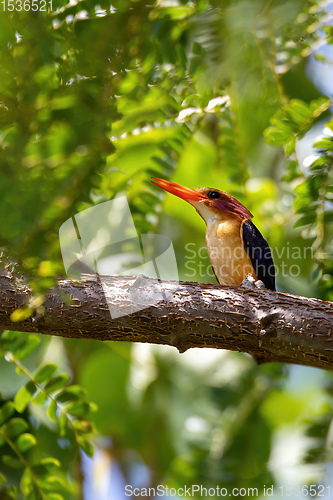 Image of ird African pygmy kingfisher, Ethiopia Africa wildlife