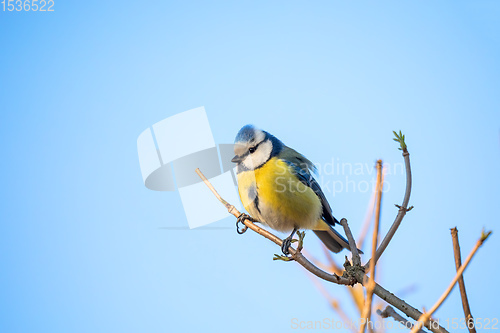 Image of Eurasian blue tit in the nature