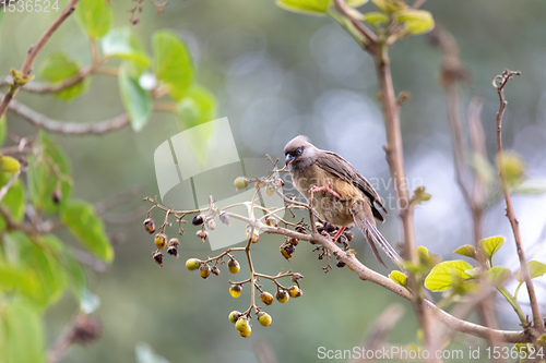 Image of Speckled mousebird, Ethiopia wildlife