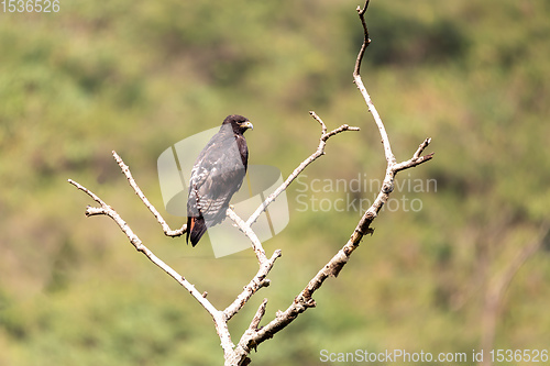 Image of bird of prey Augur buzzard Ethiopia Africa wildlife