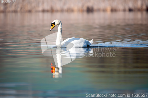 Image of Wild bird mute swan in spring on pond