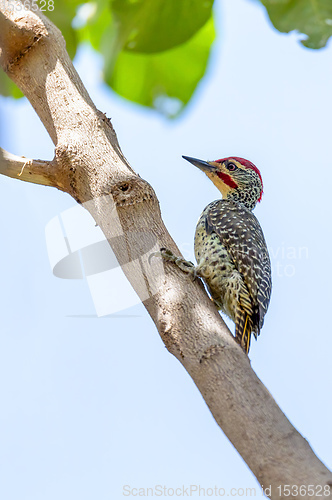 Image of bird Nubian woodpecker Ethiopia Africa safari wildlife