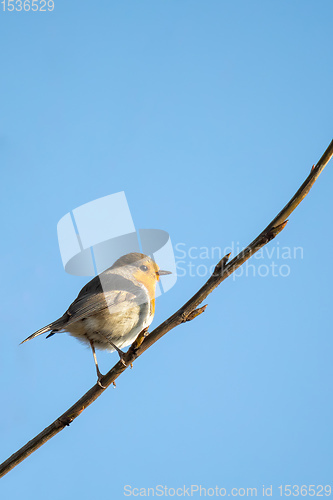 Image of bird European Robin Red Breast