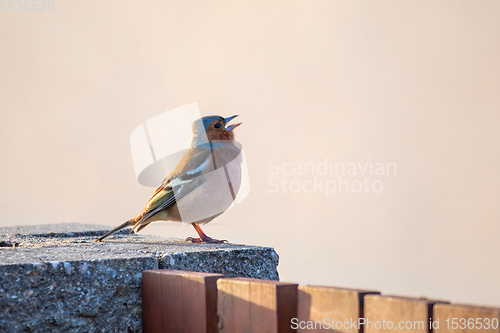 Image of small beautiful bird, common chaffinch