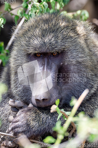 Image of monkey Olive baboon Ethiopia, Africa safari wildlife
