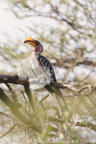 Image of northern red-billed hornbill Ethiopia wildlife