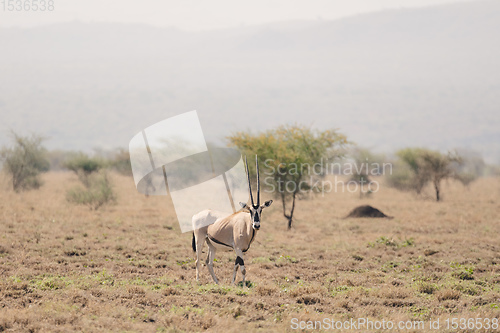 Image of East African oryx, Awash Ethiopia wildlife