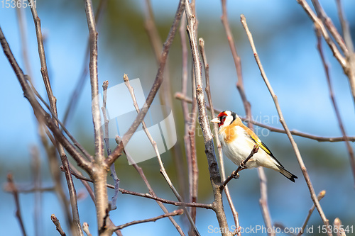 Image of small European goldfinch in bird feeder