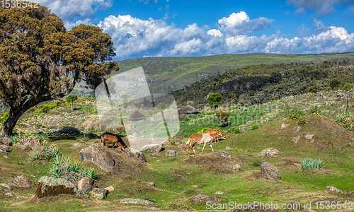 Image of beautiful landscape of Bale Mountain, Ethiopia