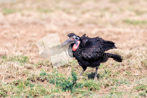 Image of bird Abyssinian ground hornbill Ethiopia wildlife