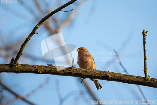 Image of small beautiful bird, common chaffinch