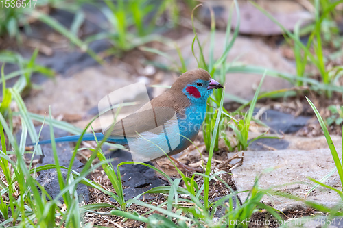 Image of bird red-cheeked cordon-bleu, Gondar, Ethiopia Africa wildlife