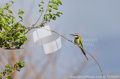 Image of bird White-throated Bee-eater Ethiopia wildlife