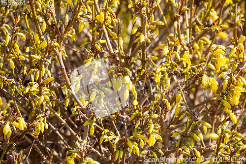 Image of Yellow blossoms of forsythia