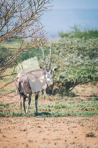 Image of East African oryx, Awash Ethiopia wildlife