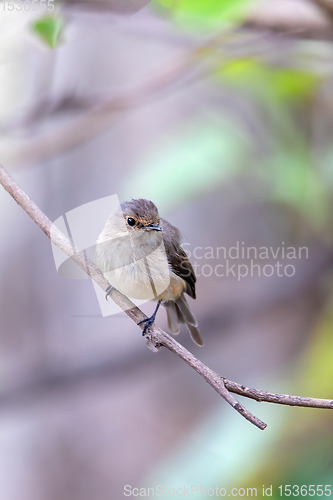 Image of African dusky flycatcher, Ethiopia Africa wildlife