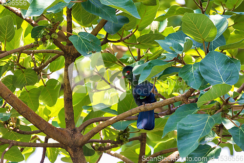 Image of bird white-cheeked turaco, Ethiopia Africa wildlife