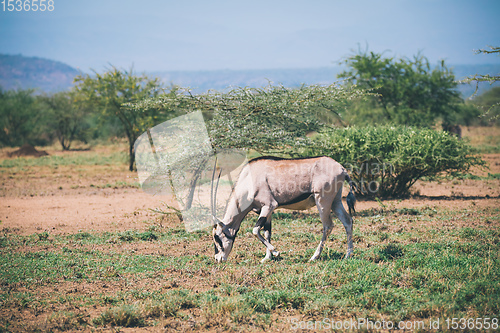 Image of East African oryx, Awash Ethiopia wildlife