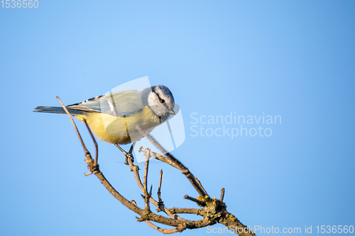 Image of Eurasian blue tit in the nature