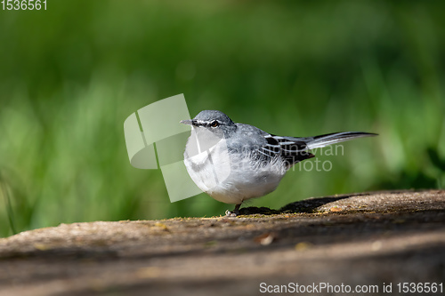 Image of bird mountain wagtail Ethiopia Africa wildlife