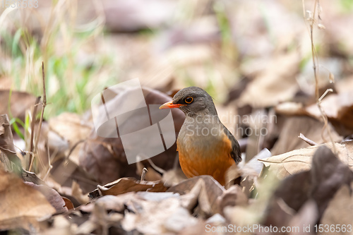 Image of bird Abyssinian thrush, Ethiopia, Africa wildlife