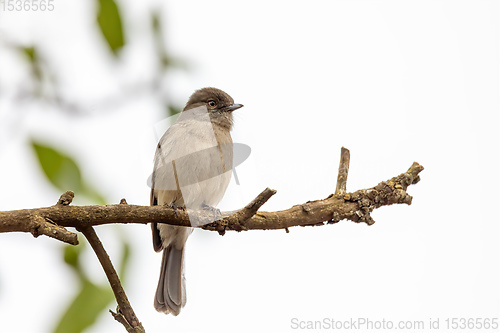 Image of bird Abyssinian slaty flycatcher, Ethiopia, wildlife