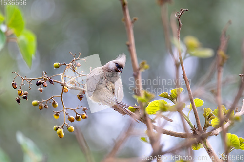 Image of Speckled mousebird, Ethiopia wildlife