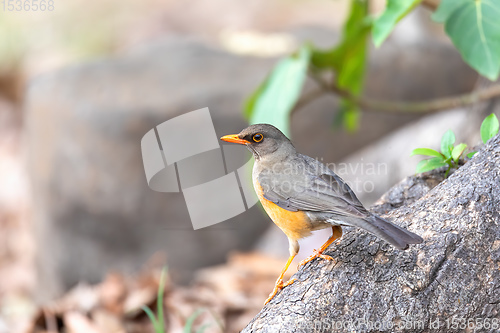 Image of bird Abyssinian thrush, Ethiopia, Africa wildlife