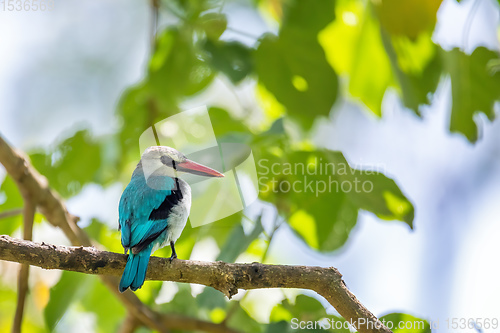 Image of Woodland kingfisher Ethiopia, Africa wildlife