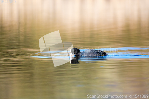 Image of Bird Eurasian coot Fulica atra