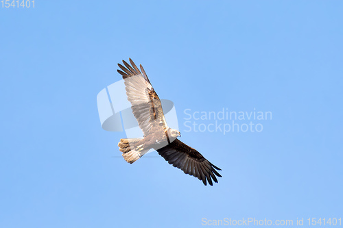 Image of Birds of prey - Marsh Harrier, Europe Wildlife